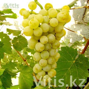 Виноград Дружба (Болгаро-Советская) универсальный в Vitis.kz