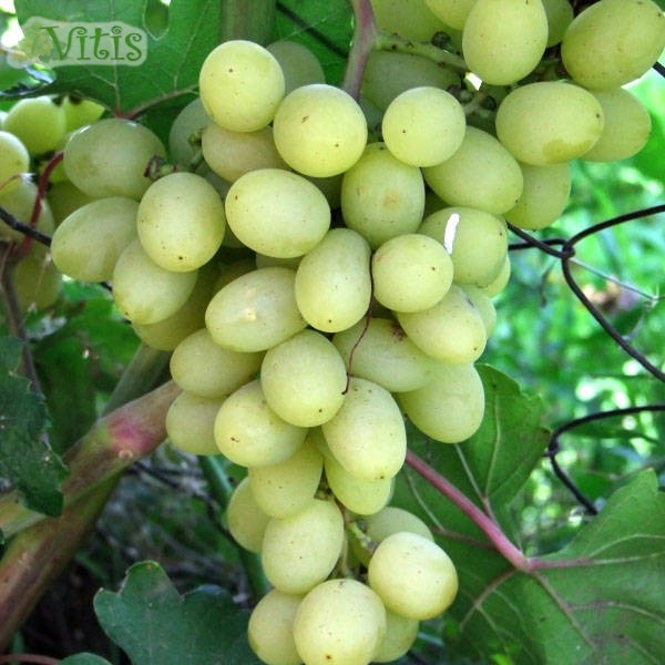 Особенности выращивания сорта Виноград Блондинка