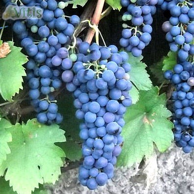 Виноград Саперави винный в Vitis.kz