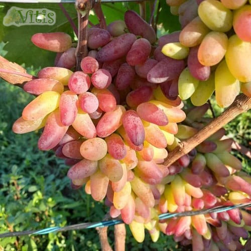 Виноград Карнавал столовый в Vitis.kz