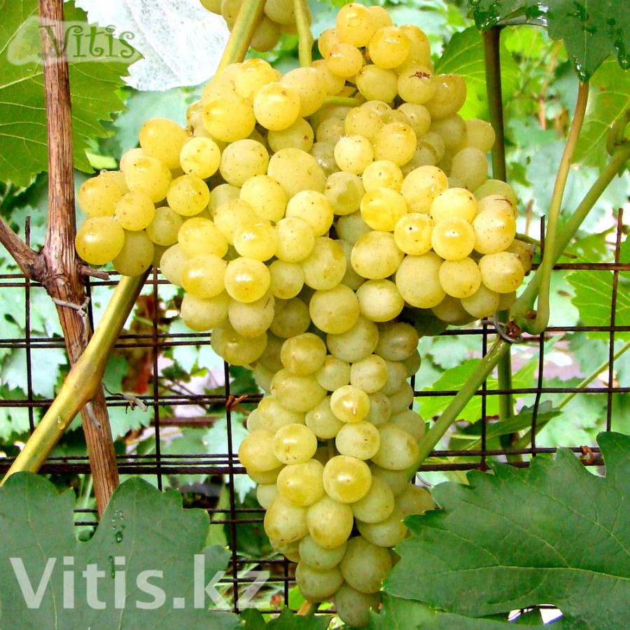 Купить Саженцы Винограда Алешенькин В Москве