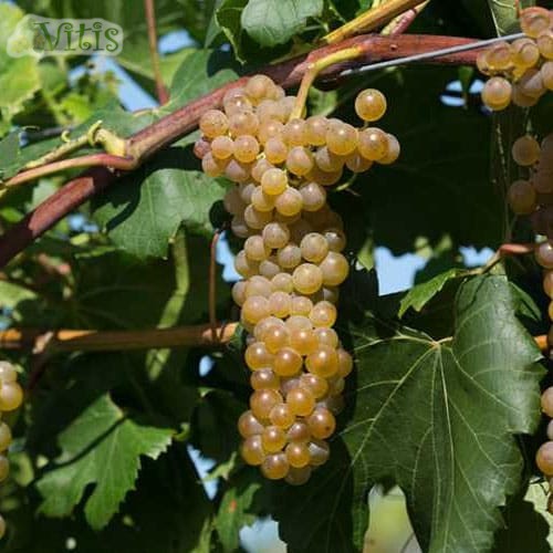 Саженцы Виноград Преображение ( 2 года , С2 , 20-40 см ) - купить с доставкой по