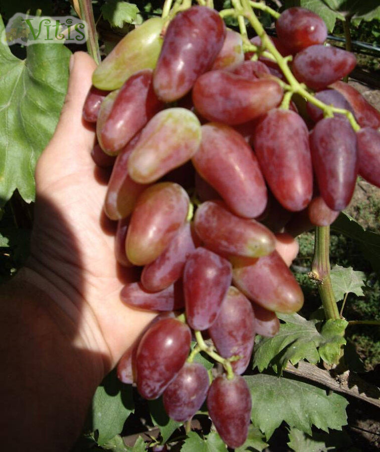 Виноград Дубовский розовый столовый в Vitis.kz